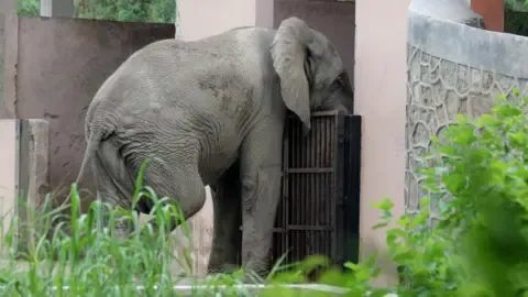 Lonely Existence and Passing of India’s Capital’s Lone African Elephant